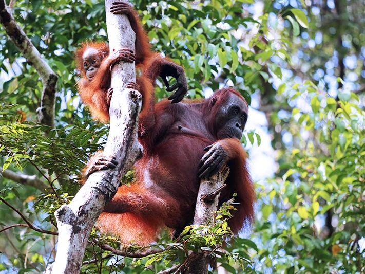 Indonesiens m&auml;chtige tropische Regenw&auml;lder und einzigartige bedrohte Tierwelt