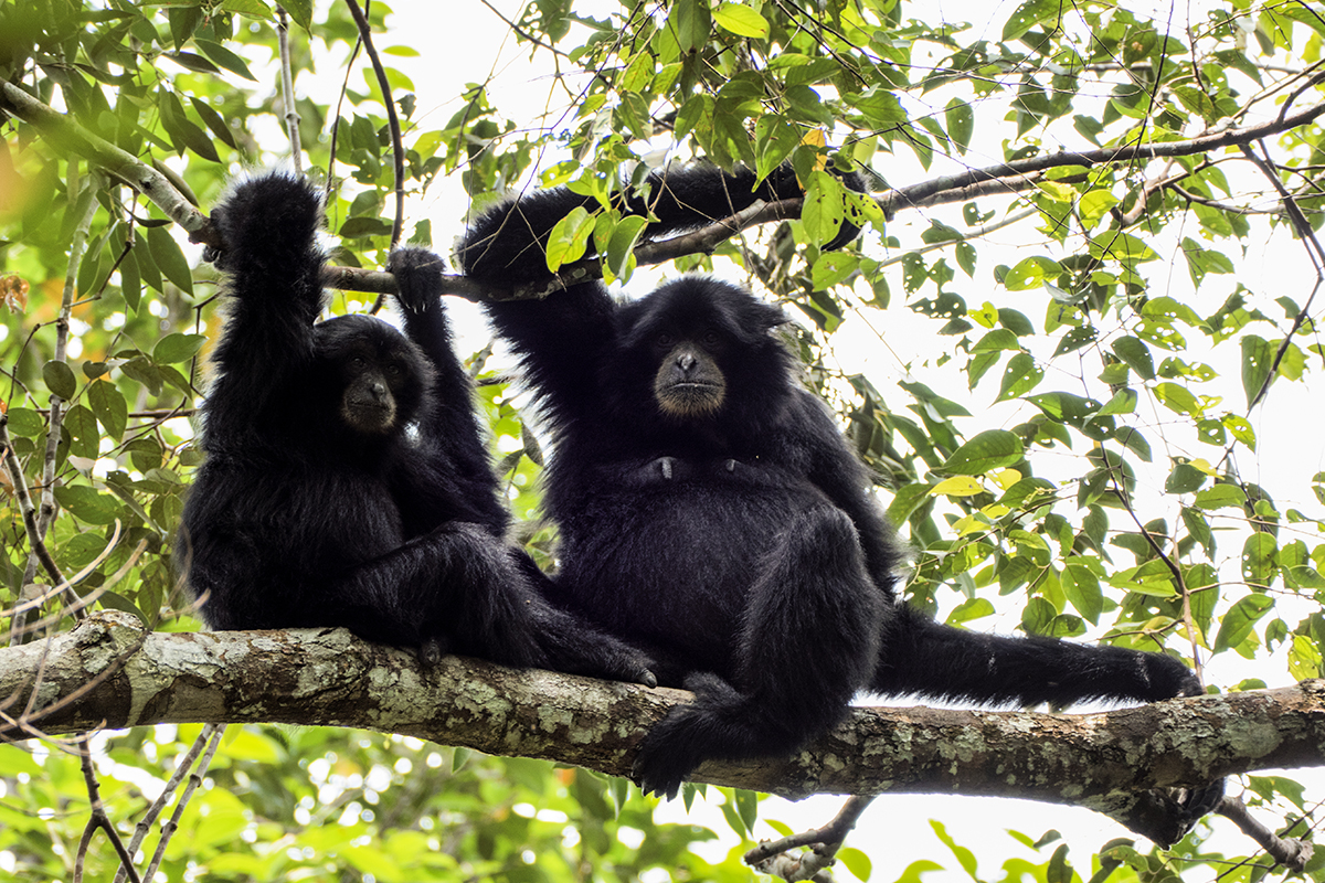 leuser-park